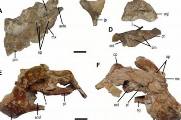 虎尾龙:蒙古卵形恐龙(下颚骨厚实/以硬壳动物为食)