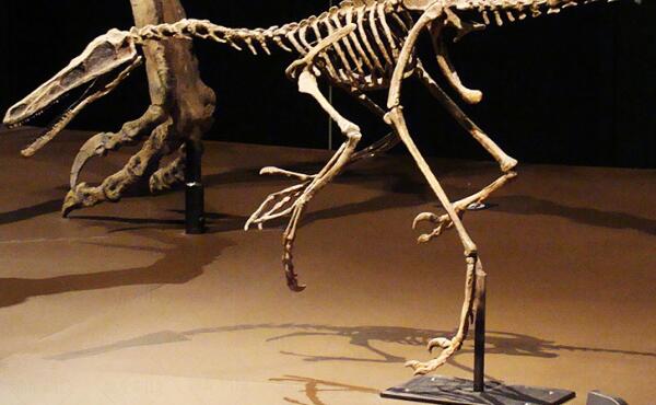 瓦尔盗龙：欧洲小型食肉恐龙（长1.8米/距今7000万年前）
