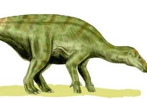 道罗齿龙：欧洲大型食草恐龙（长6米/距今1.25亿年前）