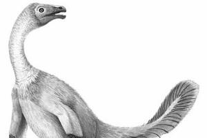 北票颌龙：辽宁小型食肉恐龙（长1.8米/距今1.2亿年）