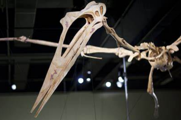 诺氏风神翼龙:体型最大的飞行爬行类生物(翼展12米)