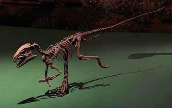 皮萨诺龙：阿根廷小型食草恐龙（长1米/距今2.2亿年前）
