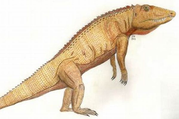 鸟鳄龙:小型初龙类生物(长1米/以昆虫和蜥蜴为食)