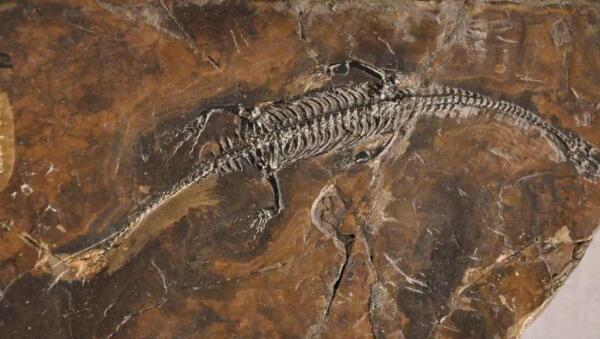 醒龙：非洲小型杂食性恐龙（长1.2米/距今2亿年前）