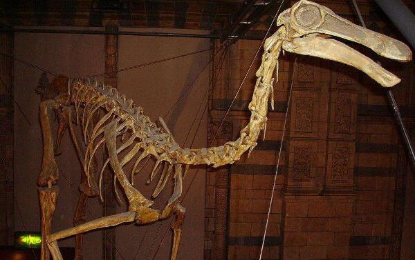 似鹈鹕龙：西班牙小型食肉恐龙（长2.5米/距今1亿年前）