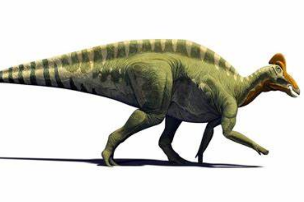 巨保罗龙:最大的赖氏龙亚科恐龙(长16米/出土于北美)