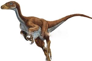 酋尔龙：阿根廷大型食肉恐龙（长6米/距今7000万年前）