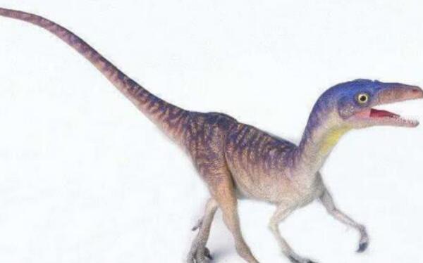 中国虚骨龙：四川小型食肉恐龙（长2.2米/1.45亿年前）