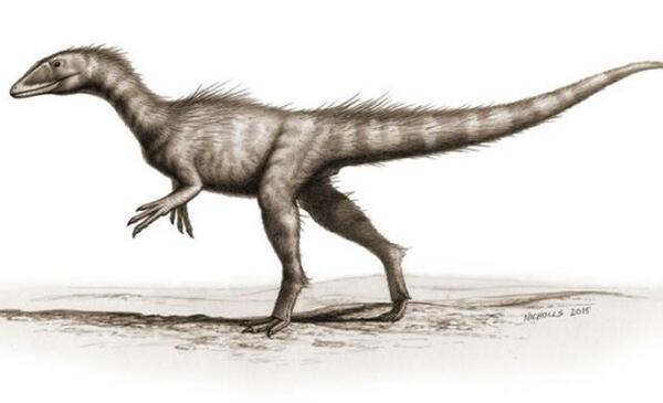 神鹰盗龙：阿根廷大型食肉恐龙（长5米/距今1.62亿年前）