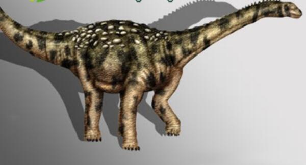 阿马格巨龙：阿根廷大型食草恐龙（长12米/1.25亿年前）