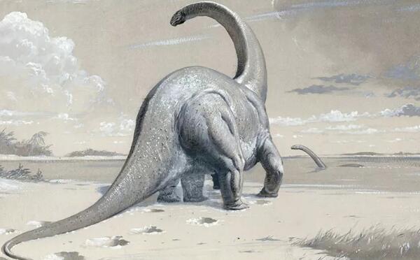 穆耶恩龙：阿根廷大型食草恐龙（长9米/距今8600万年前）