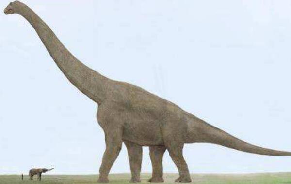 银龙：阿根廷最大的恐龙之一（长21米/距今6500万年前）