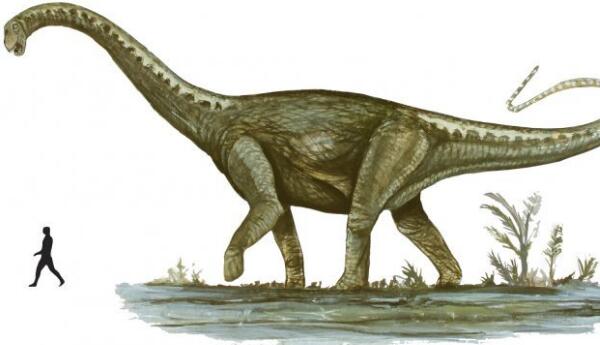 马拉圭龙：阿根廷超巨型恐龙（长25米/距今8900万年前）