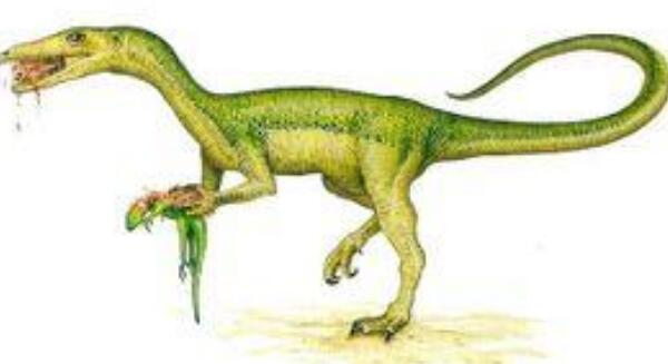 中国虚骨龙：四川小型食肉恐龙（长2.2米/1.45亿年前）
