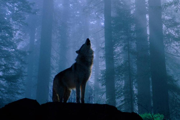 狗的祖先是什么动物?被人类驯化的东亚狼(1.5万年前出现)