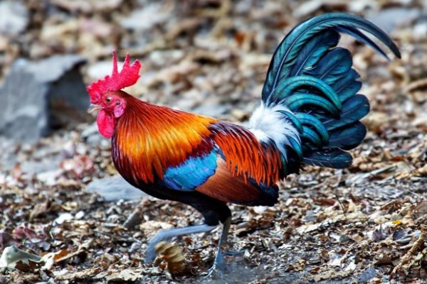 鸡的祖先是什么动物?和恐龙同宗同源(是最早的鸟类)