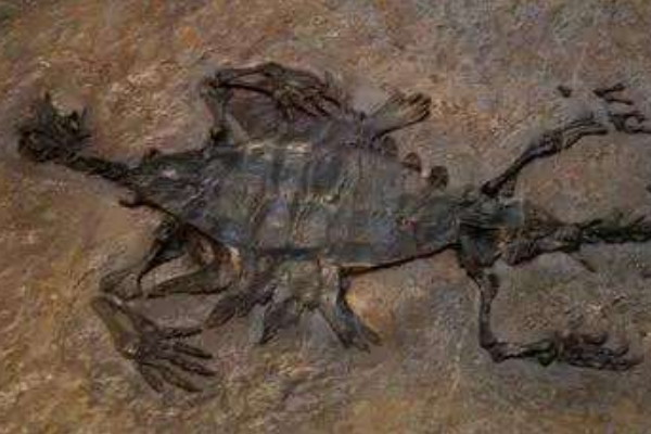 乌龟的祖先是什么动物?身体无法缩入壳内(背部长骨突)