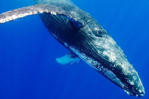 鲸的祖先是什么动物?外形酷似狗(被迫下海觅食)