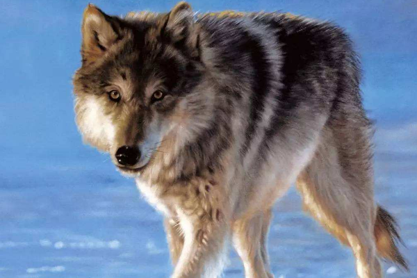 狗的祖先是什么动物?被人类驯化的东亚狼(1.5万年前出现)