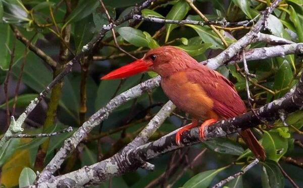 赤翡翠：身披赤棕色羽毛的翡翠鸟（中国长白山一带出没）