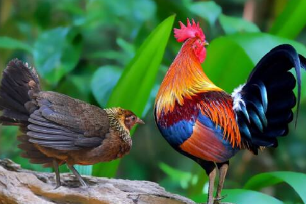 鸡的祖先是什么动物?和恐龙同宗同源(是最早的鸟类)