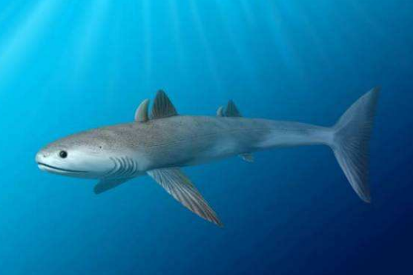 鲨鱼的祖先是什么动物?诞生于4亿年前(体长仅1米)