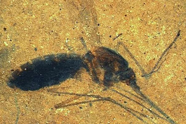 蚊子的祖先是什么动物?似蜻蜓般大小(是蚊子的3倍)