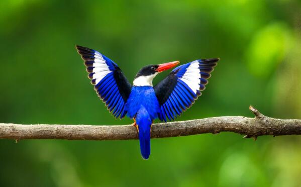 中国有几种翡翠鸟，白领翡翠、白胸翡翠、赤翡翠和蓝翡翠