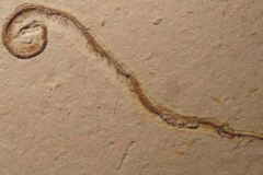 蛇的祖先是什么动物?长有2厘米腿(蜥蜴和蛇的过渡种)