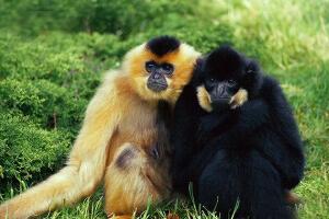 黑冠长臂猿：一夫多妻的长臂猿（国内外总共有约700只）