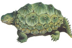乌龟的祖先是什么动物?身体无法缩入壳内(背部长骨突)