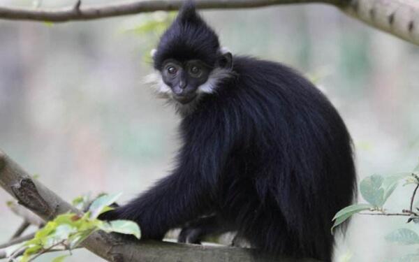 黑叶猴是几级保护动物，一级（全身黑色脸颊有白毛）