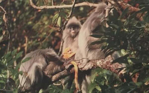 灰叶猴是几级保护动物：一级（全身灰毛/生活在中国云南）