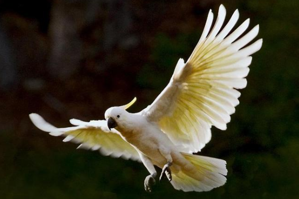 世界最长寿命的鸟：苍鹰毁灭性重生金刚鹦鹉寿命80岁