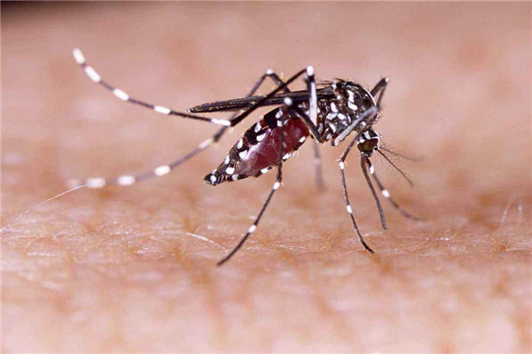 世界上最小的蚊子 墨蚊体长只有1毫米左右（不易察觉）