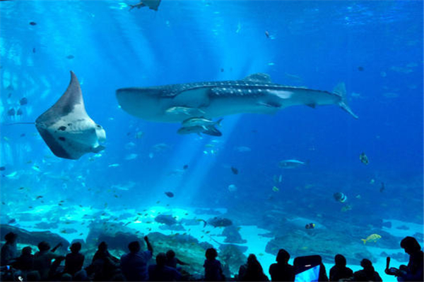 世界上最大的水族馆 乔治亚水族馆（属于美国）