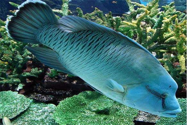 世界上最大的珊瑚鱼 苏眉鱼（身体超过2米攻击能力强）