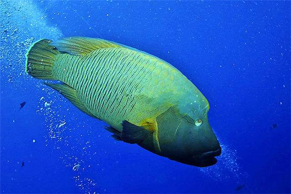 世界上最大的珊瑚鱼 苏眉鱼（身体超过2米攻击能力强）