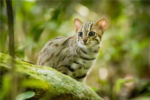 世界上体重最小的猫品种 喜马拉雅猫外形酷似波斯猫