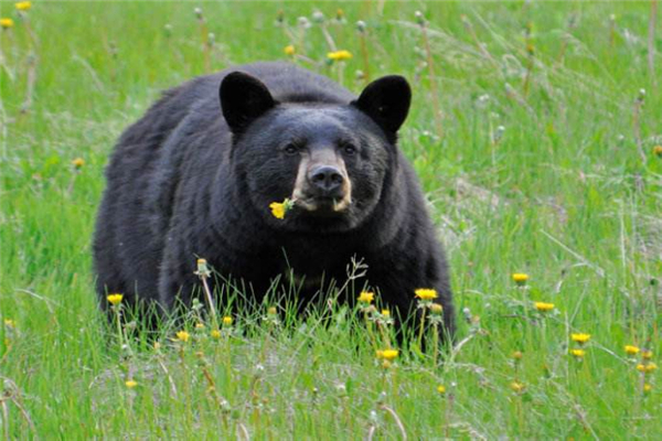 世界上最大的熊Top10 科迪亚克棕熊上榜第二可达800Kg