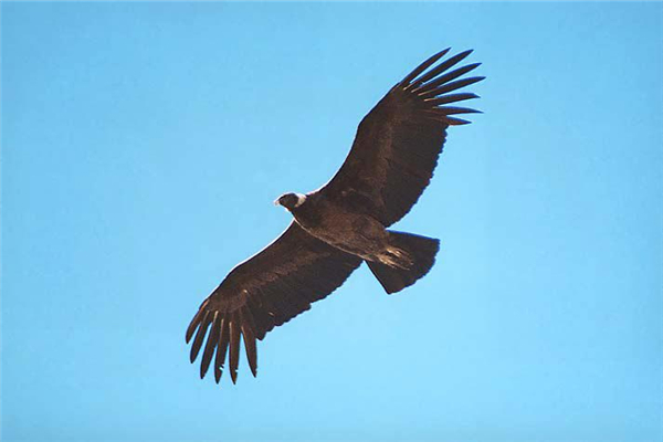 世界上最大的飞行动物 安第斯神鹰（相当凶猛特殊存在）