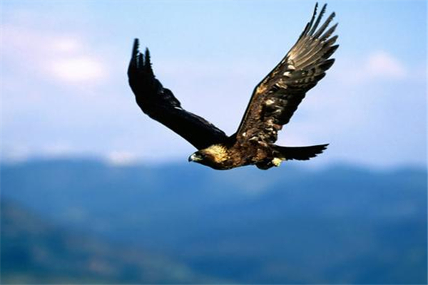 世界上最大的飞行动物 安第斯神鹰（相当凶猛特殊存在）