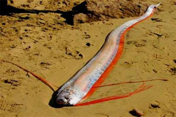 世界上最大的皇带鱼 整体长度可达15.2米长（让人害怕）