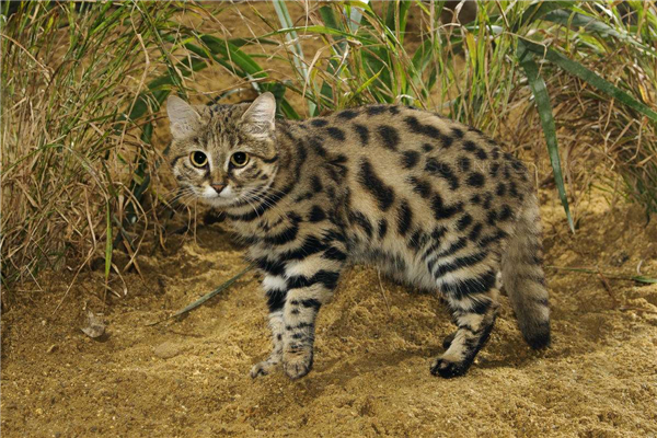 世界上体重最小的猫品种 喜马拉雅猫外形酷似波斯猫