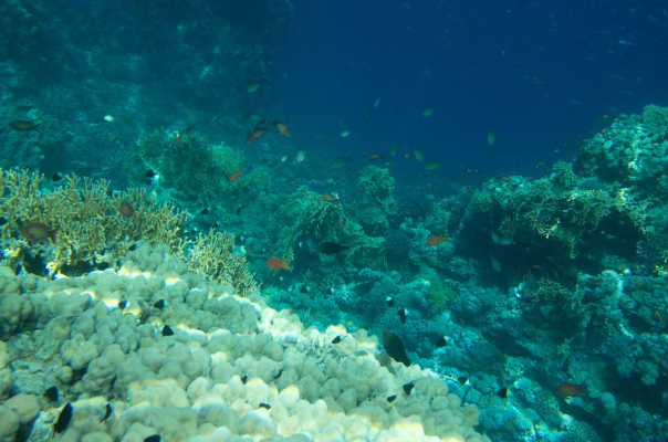 世界上最大的海:珊瑚海，480万平方千米(含最大珊瑚体)
