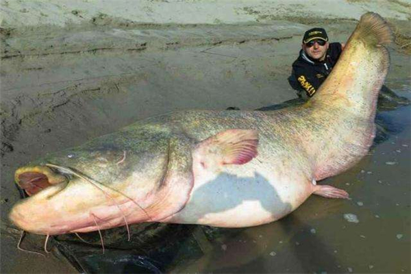 世界上最大的鱼排行榜 白鲸鲟鱼重量可达600公斤