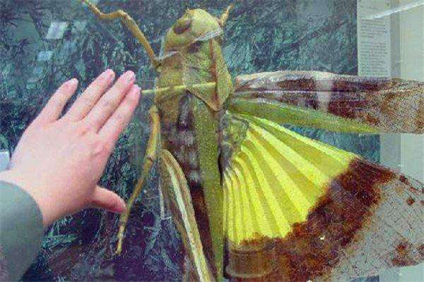 世界上最大的蝗虫 巨型蝗虫,有8岁孩子个头大小
