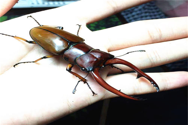 世界上最大的锹甲虫 主要分布在东南亚拥有尖锐的锯齿