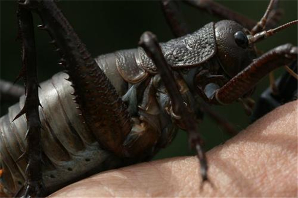 世界上最大的蝗虫 巨型蝗虫,有8岁孩子个头大小