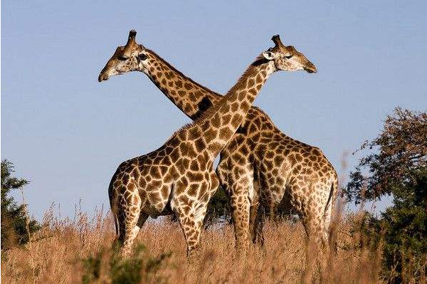 世界上最高的动物:长颈鹿，高达8米颈长2米(叉开腿喝水)